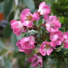 Escallonia 'Apple Blossom'